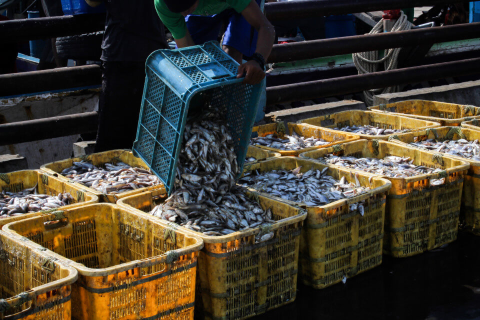 Descarga de pescado